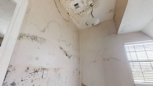 Biohazard Mold Removal in Citrus Park, FL