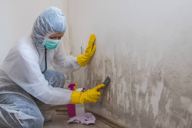 Best Mold Prevention Services  in Citrus Park, FL