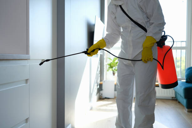 Best Black Mold Removal  in Citrus Park, FL