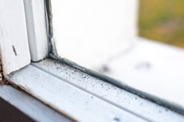 Best Airborne Mold Testing  in Citrus Park, FL
