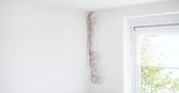 Best HVAC Mold Inspection and Cleaning  in Citrus Park, FL