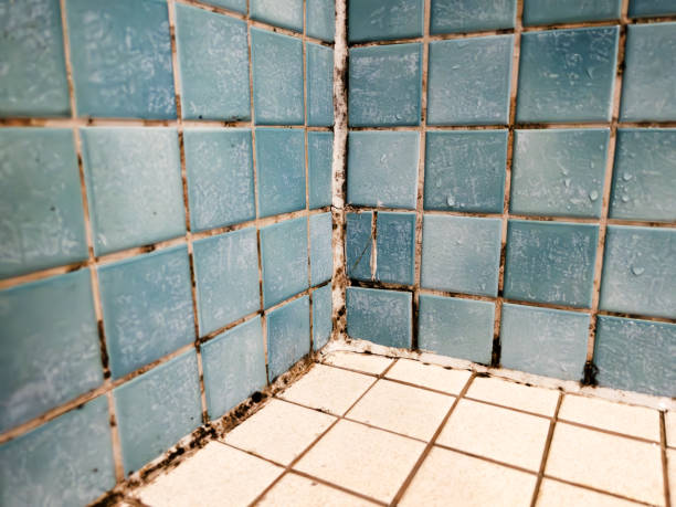 Best Biohazard Mold Removal  in Citrus Park, FL