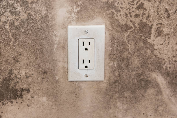 Best Emergency Mold Remediation  in Citrus Park, FL