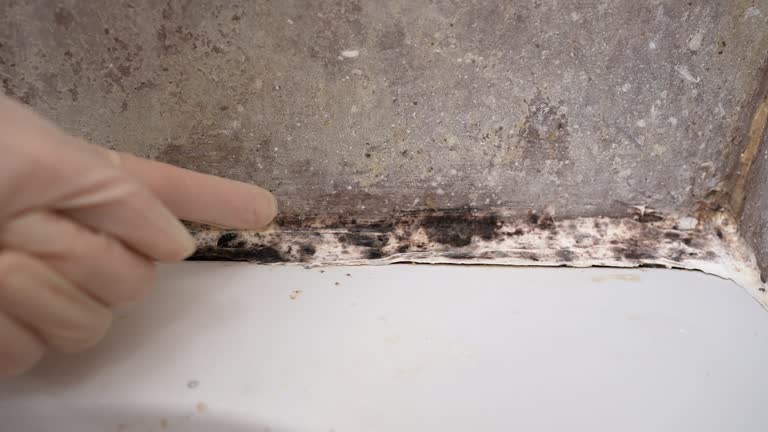 Best Mold Documentation for Insurance Claims  in Citrus Park, FL